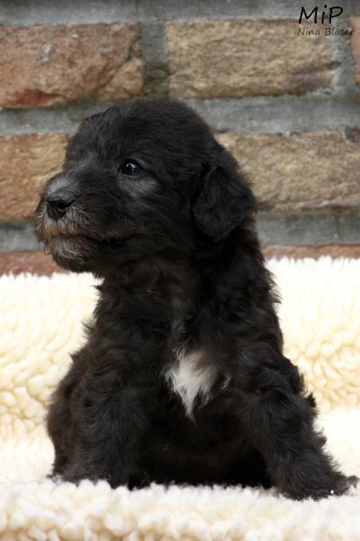 2011-05-28 Puppies Candy & Svet (32).jpg